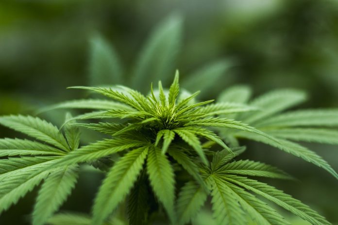 marijuana marijuana