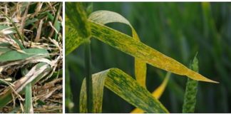 pests and crops