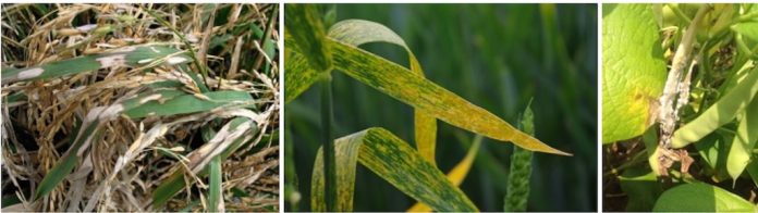 pests and crops pests and crops