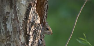 squirrel