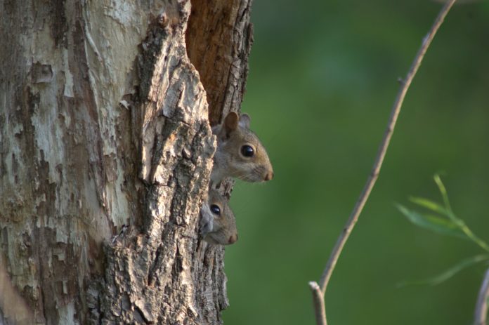 squirrel squirrel