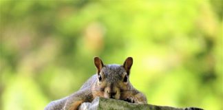 squirrel