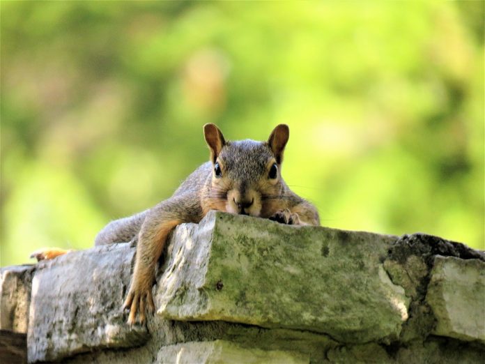 squirrel squirrel