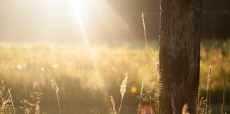 summer field