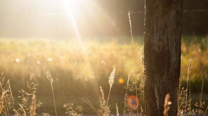 summer field summer field