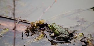 vernal pool