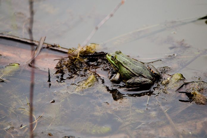 vernal pool vernal pool
