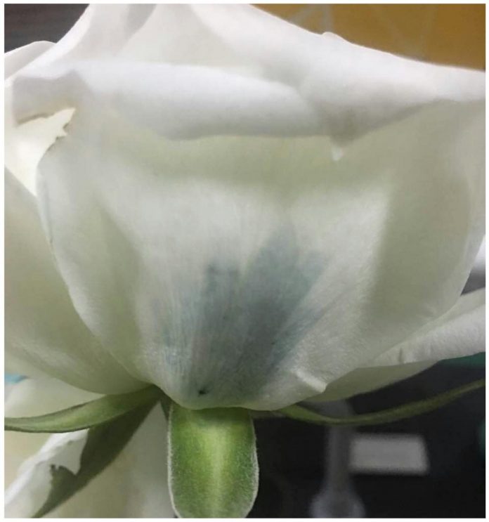Blue Rose Blue Rose