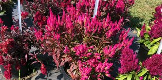 Celosia Kelos Atomic Neon Pink