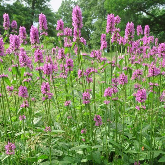 stachys stachys