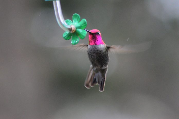 Anna's hummingbird Anna's hummingbird