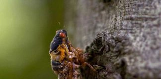 Cicada