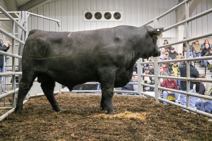 2019 Pennsylvania Bull Sale 2019 Pennsylvania Bull Sale