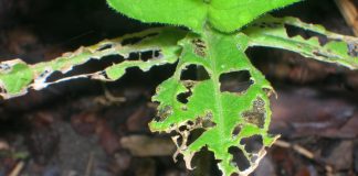 slug damage