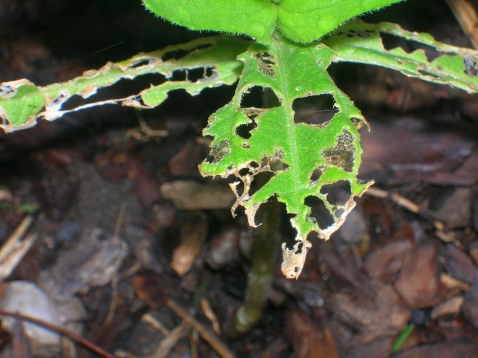 slug damage slug damage