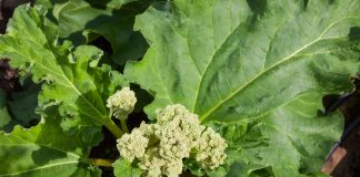 Rhubarb flower