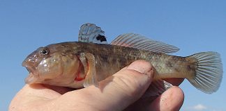 round goby