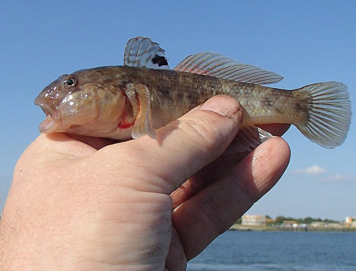 round goby round goby