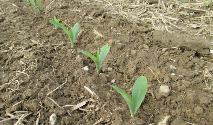 emerging corn planting corn, newly emerged