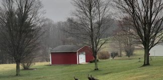 wild turkeys