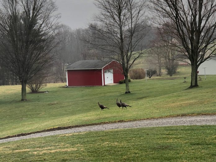 wild turkeys wild turkeys