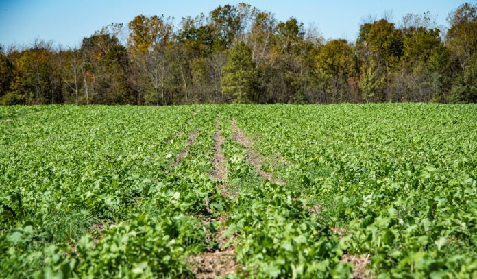 Ohio-cover-crop-radishes-NRCS cover crops, NRCS, conservation stewardship program, USDA