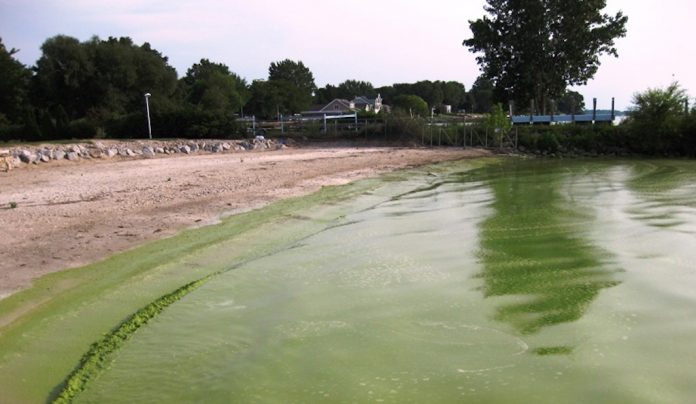 algae_bloom_Lake_Erie Lake Erie, toxic algal bloom, algae,