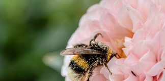 bumble bee