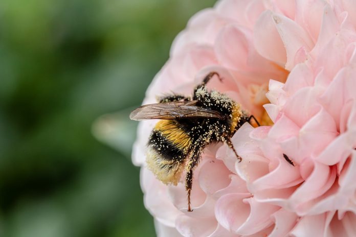 bumble bee bumble bee