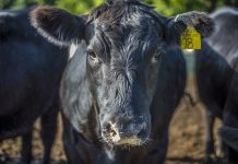 Learning is a lifelong process black angus beef cattle