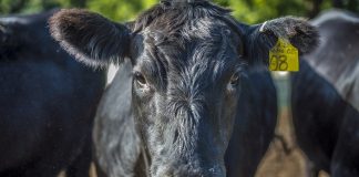 black angus beef cattle