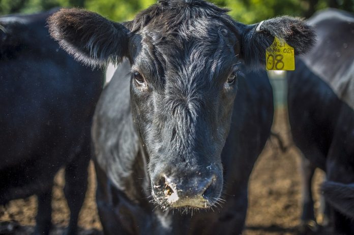 black angus beef cattle black angus beef cattle