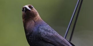 cowbird