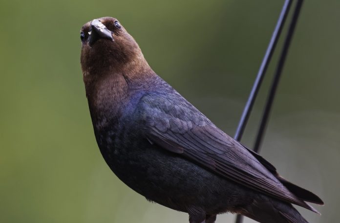 cowbird cowbird