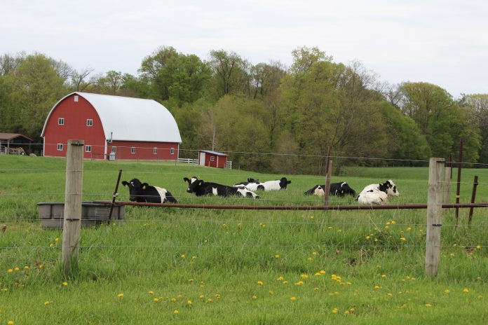 cows on pasture 2018 cows on pasture , dairy, farm bill,