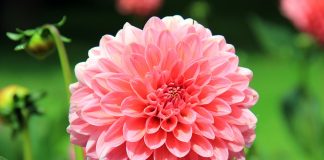 Dahlia