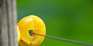 electric fence