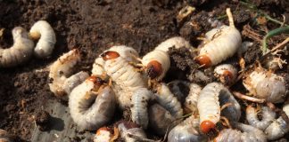 grubs