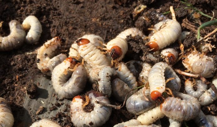 grubs grubs