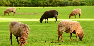 grazing sheep