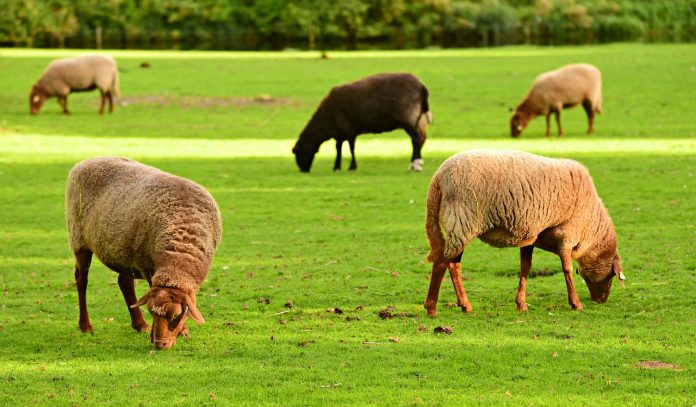 grazing sheep grazing sheep