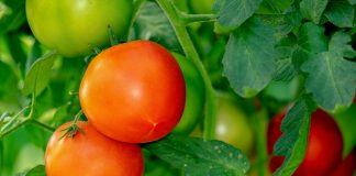 tomatoes