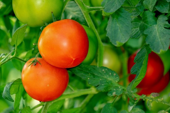 tomatoes tomatoes