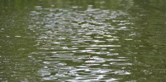 bobber in pond