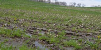 wet field, corn, delayed planting, Ohio farm,