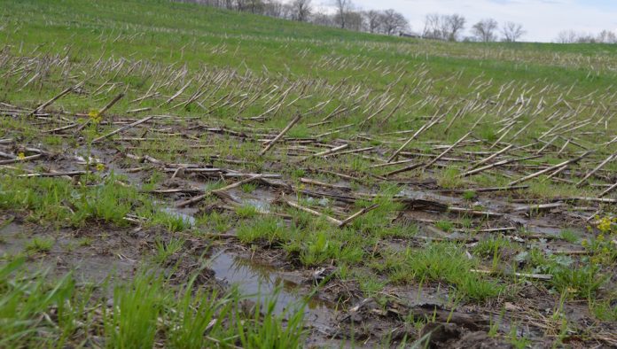 wet field wet field, corn, delayed planting, Ohio farm,