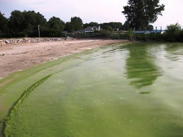 algae bloom lake erie algae bloom lake erie