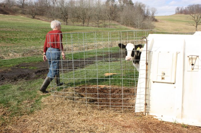 3_24 finton_hutches A farm mom walking around the farm during a busy day of work.