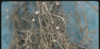 soybean nematodes