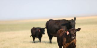 cattle